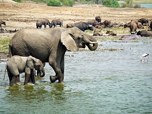 Elephants and rhinos in a swimming hole. 